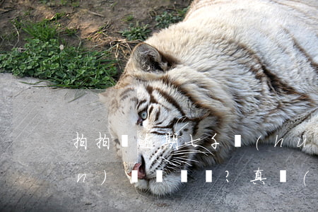 拍拍貸逾期七千會(huì)否上門(mén)？真實(shí)情況如何？知乎上有答案！